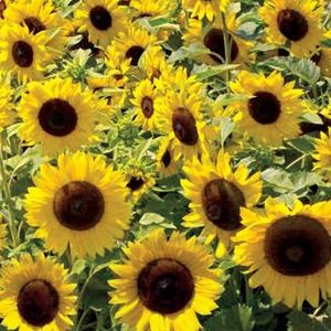 Meet your Posher, Margaret